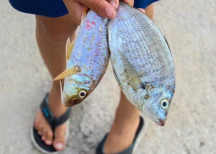 Dalmatian Rustical Feeling Постира